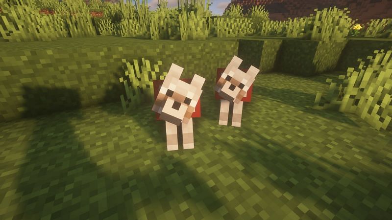 Tamed wolves (Image via Minecraft)