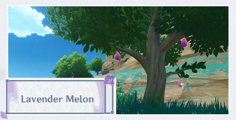 Lavender Melon (image via miHoYo)