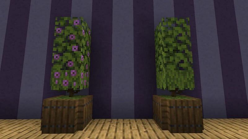 New potted azalea plants (Image via Reddit)