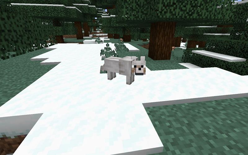 An adorable wolf waiting to be tamed (Image via Minecraft)