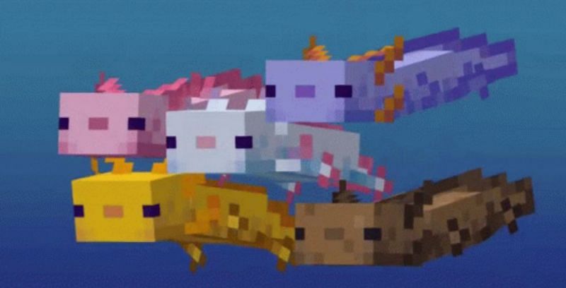 Do Axolotls eat fish in Minecraft's 1.17 update? All you need to know
