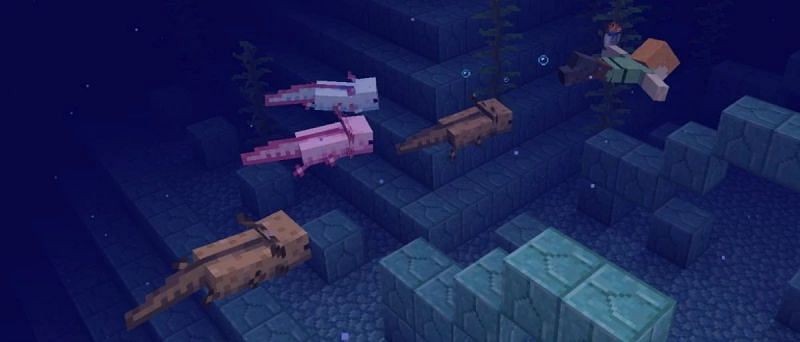 Axolotls are one of the new mobs added to Minecraft (Image via Mojang)