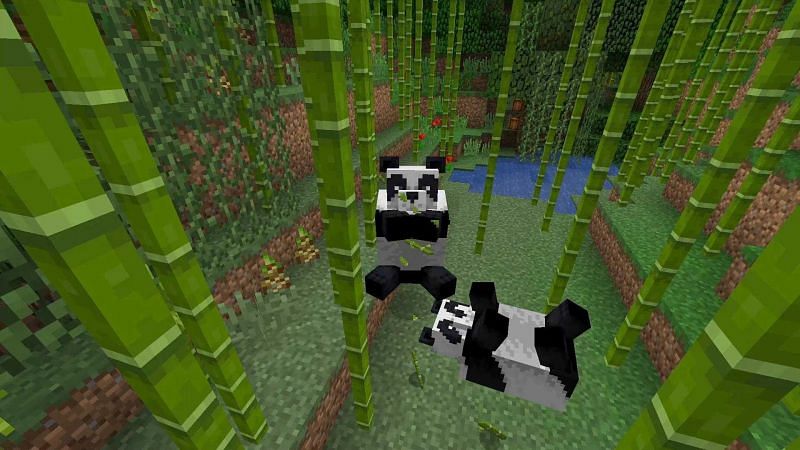 Bamboo and Pandas (Image via Minecraft)