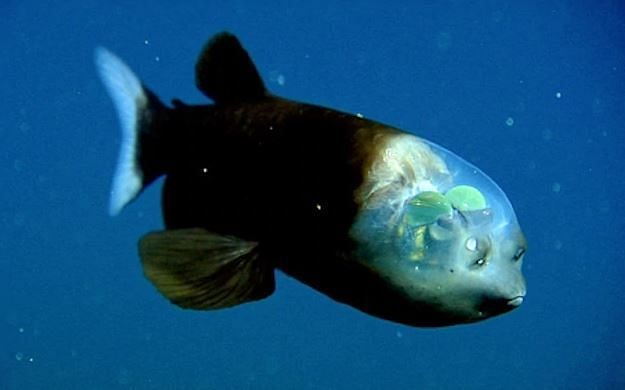 The Barreleye fish has an apparently transparent head (Image via National Geographic)