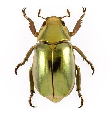 Scarab beetle. Image via Animal Crossing Wiki
