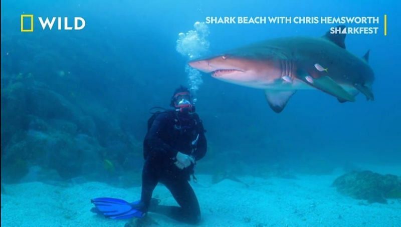 A glimpse of Shark Beach with Chris Hemsworth (Image via Nat Geo)