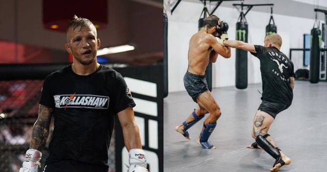 Watch: When T.J. Dillashaw landed a cheap shot on a K-1 kickboxing champion during sparring session