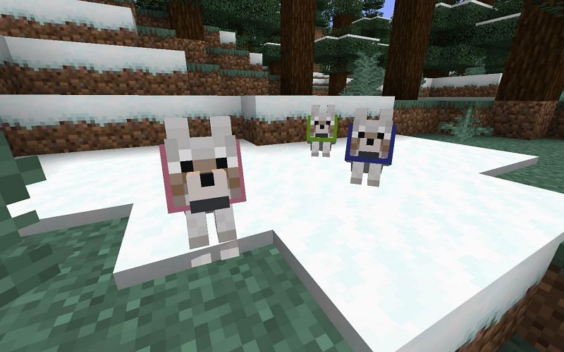 Some tamed wolves with dyed collars (Image via Minecraft)