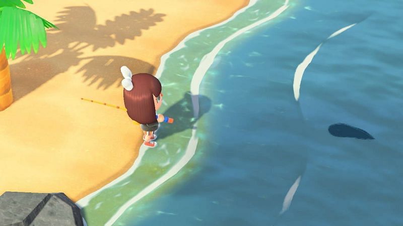 Napoleonfish Shadow in Animal Crossing New Horizons (Image via GameSpot)