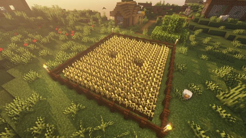 Wheat farm (Image via Minecraft)