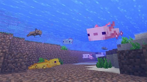 Who are Axolotls In Minecraft? Where to find & How to breed?