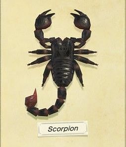 Scorpion. Image via Animal Crossing Wiki