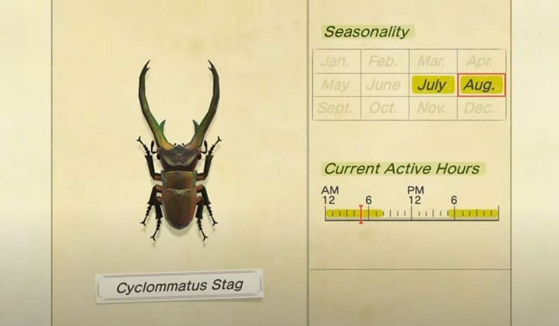 The Miyama Stag beetle is one of the many bugs that have arrived in Animal Crossing: New Horizons in July (Image via Animal Crossing wiki)