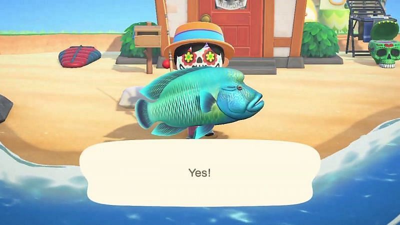 Napoleonfish Animal Crossing New Horizons appearance (Image via GeoBlox JF)