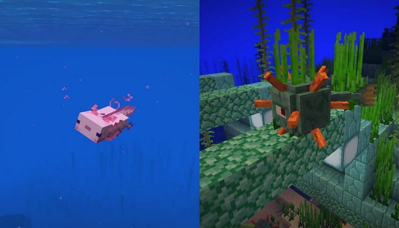 Other than their shared love of water, axolotls and guardians do not have many similarities in Minecraft (Image via Minecraft)
