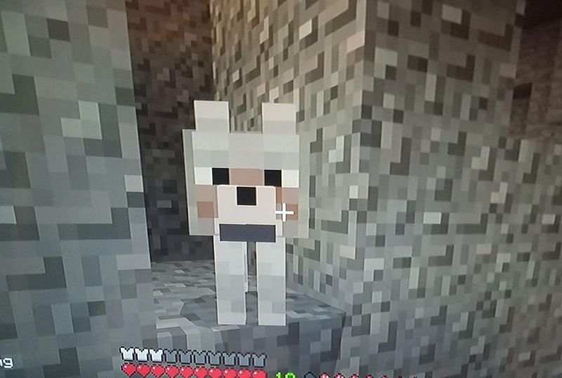 A player finding a random wolf deep underground (Image via u/mr_steal_yo_karma on Reddit)
