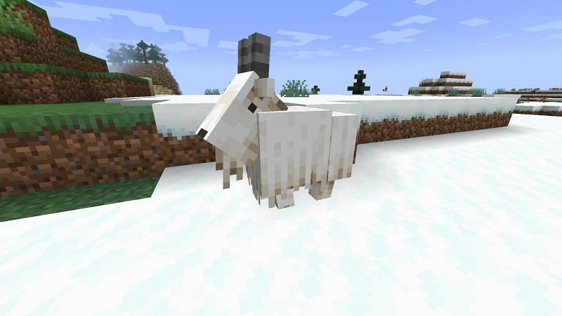 There is no difference in the appearance between regular goats and screaming goats (Image via Minecraft)