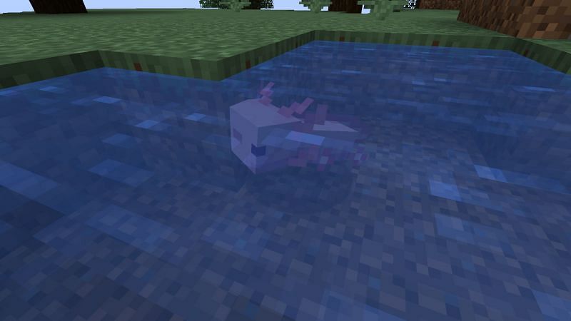 Pink axolotl in the game (Image via Minecraft)