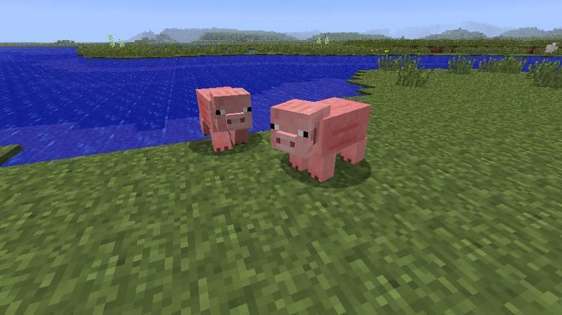 Pigs in Minecraft (Image via Minecraft Forum)