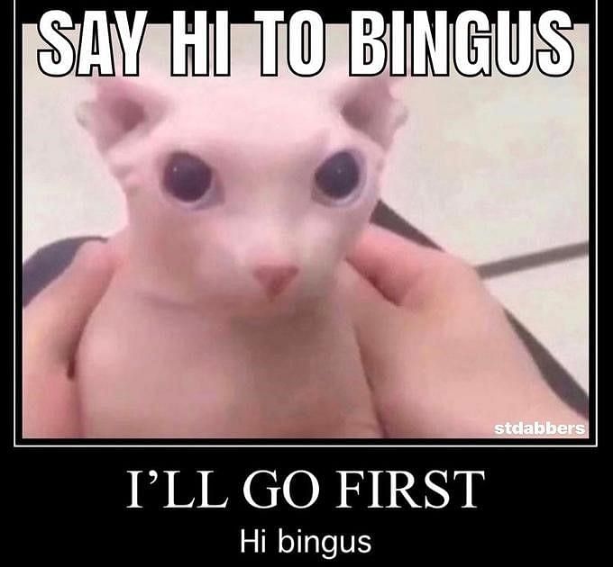 Bingus, the famous internet cat (Image via Knowyourmeme)