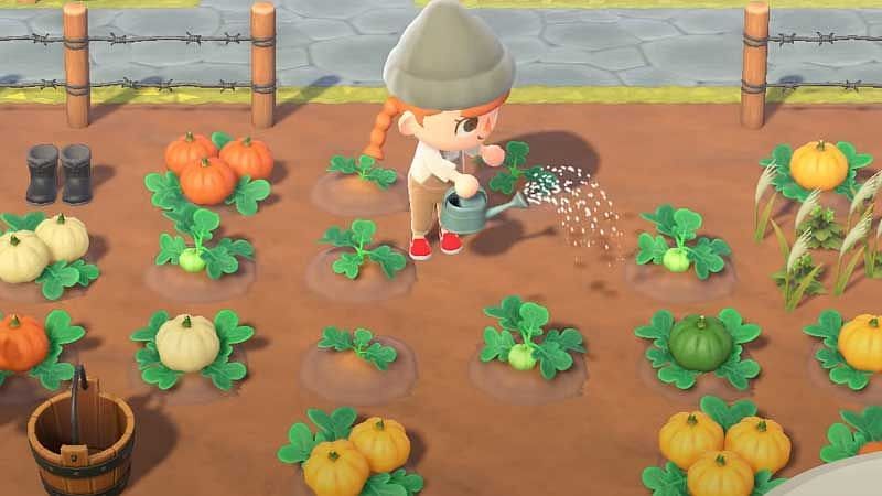 Watering pumpkins in Animal Crossing (Image via Nintendo)