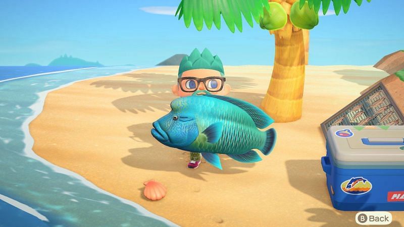 A Napoleonfish, the most expensive fish leaving in August. Image via Nintendo
