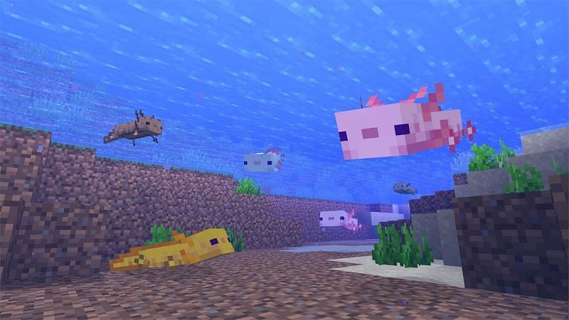 Minecraft axolotl mobs swimming around in the water (Image via Minecraft)