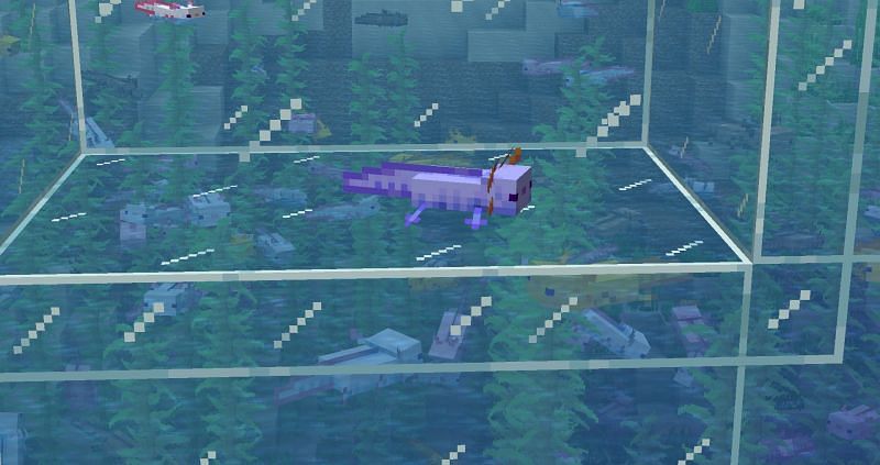 Rare blue axolotl (Image via Minecraft)