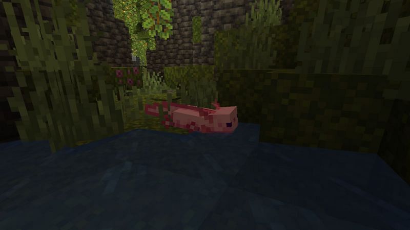 Axolotl in lush cave (Image via Minecraft)