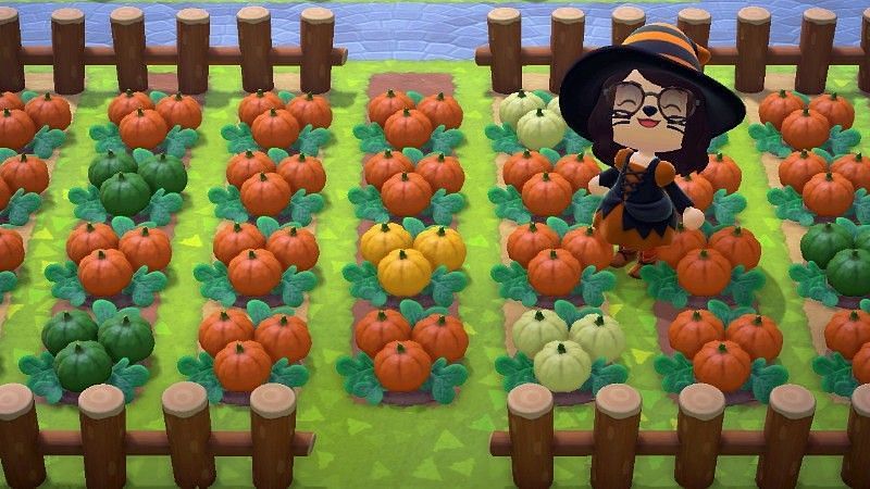 Pumpkins of different colors in Animal Crossing: New Horizons (Image via myPotatoGames)
