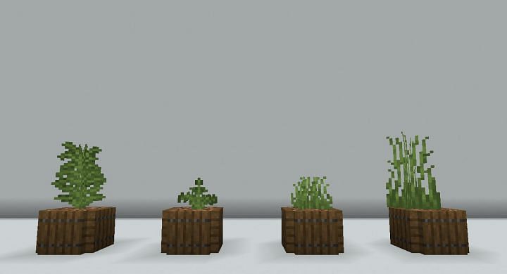 Different kinds of ferns (Image via Minecraft)
