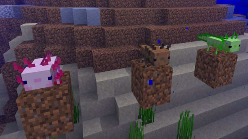 Various axolotl colors in Minecraft (Image via Reddit)