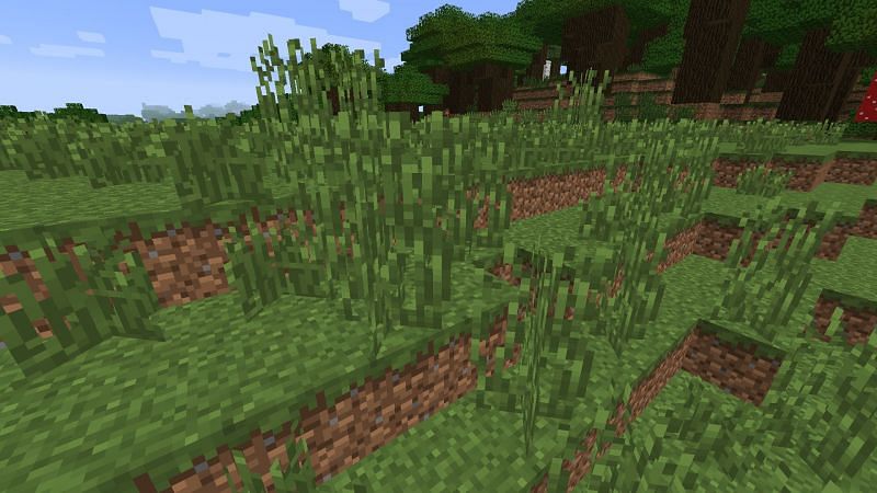 Tall grass can be a great source of seeds, which grow into wheat. Image via Minecraft