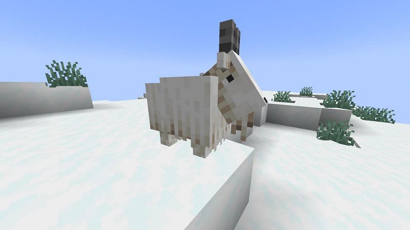 A goat in the game (Image via Minecraft)