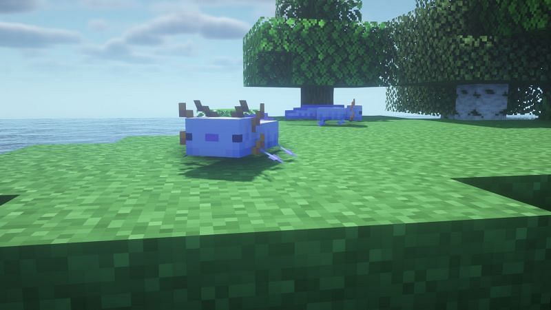 Blue axolotls in the game (Image via Minecraft)