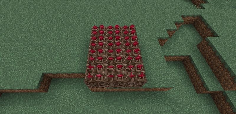 Nether wart is a key potion brewing ingredient and is relatively easily obtained (Image via Minecraft)