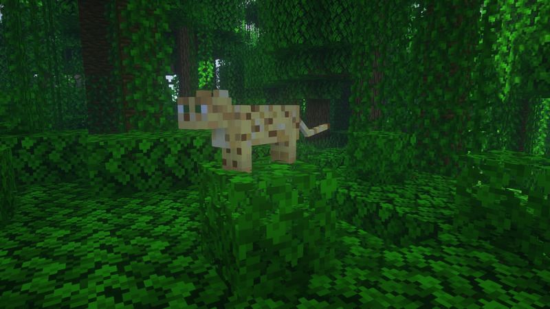 An ocelot in the jungle (Image via Minecraft)