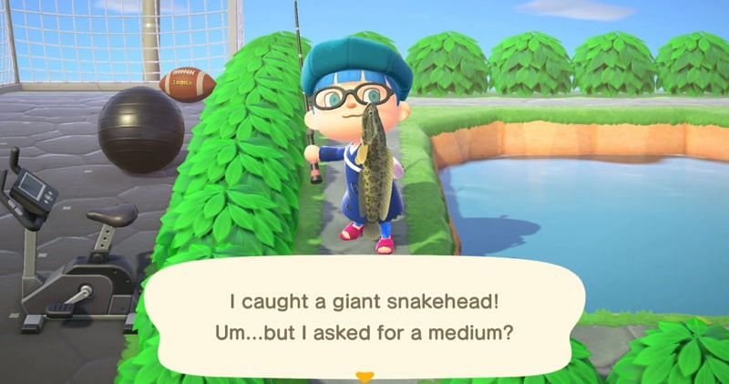 The giant snakehead is only found in ponds (Image via Nintendo)