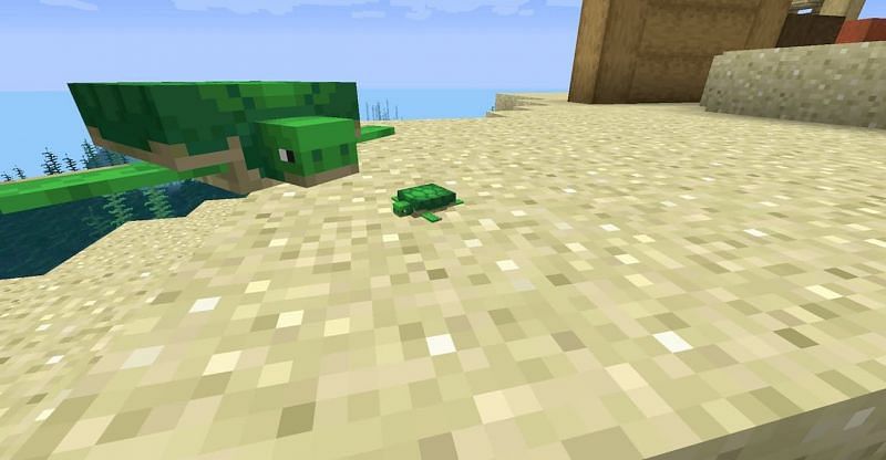 Turtles can be a rare occurrence in Minecraft, making their eggs and offspring important. (Image via Mojang)