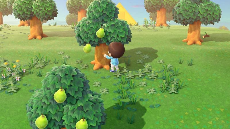 Fruit trees are just about the only variety (for now) that players have on their island for plantlife (Image via Nintendo)