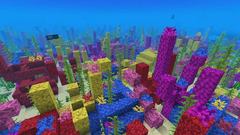 A coral reef (Image via Twitter)