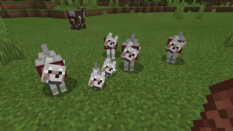 Minecraft wolves are tamed with bones but can be summoned tamed (Image via Minecraft)