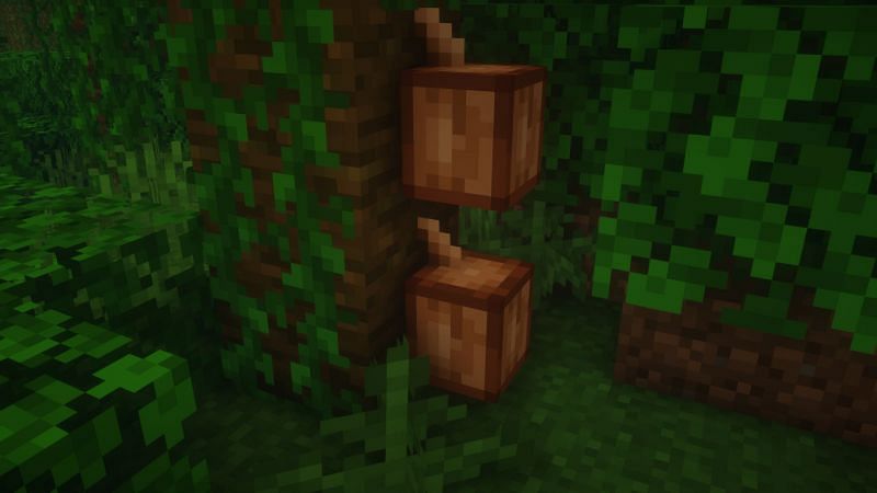 Cocoa pods (Image via Minecraft)