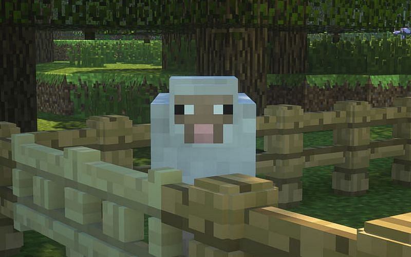 Minecraft players can get wool from sheep in-game. (Image via Minecraft)