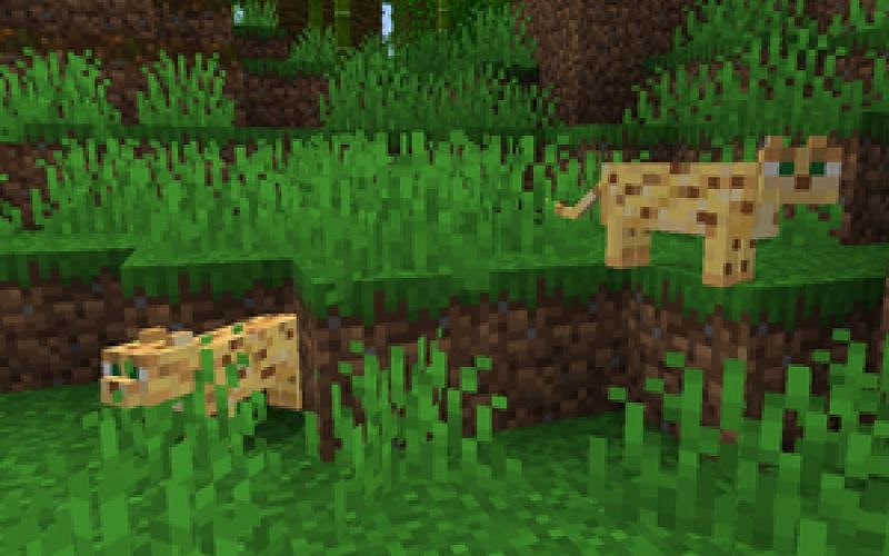 Minecraft ocelots in the jungle biome (Image via Minecraft)