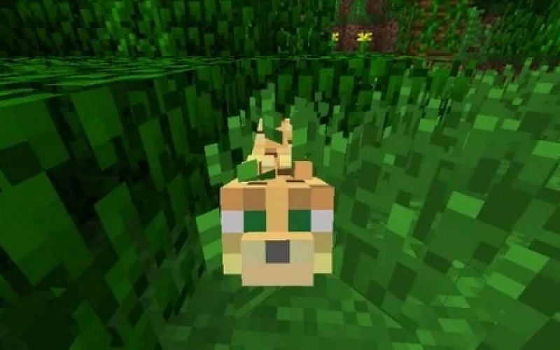 An ocelot looks up at a player from a grass block (Image via Minecraft)
