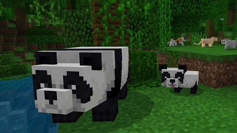 how to make pandas breed in Minecraft Rules of Gaming