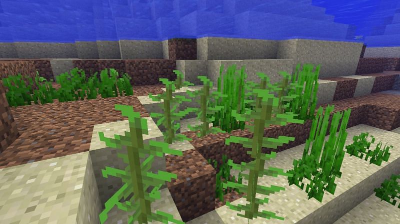 Kelp, from fuel to food to compost material, has a lot of uses (Image via Minecraft)