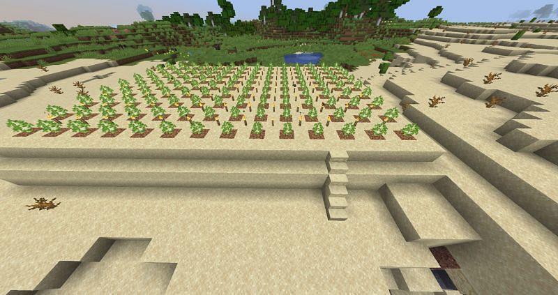 Pictured is a modest tree farm, which can be sped along through the use of bone meal (Image via Mojang)