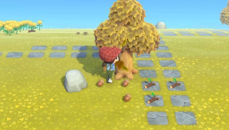 Acorns in Animal Crossing: New Horizons (Image via Game8)